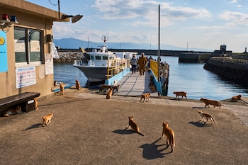"Cat Mama" se encarga del