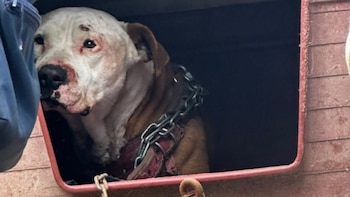Rescatan a perrito abandonado en