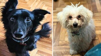 Sirius, un labrador negro, y