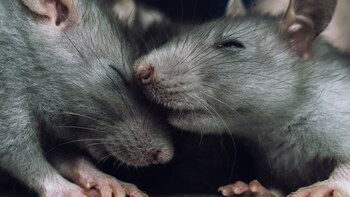 Hay alrededor de 2 millones