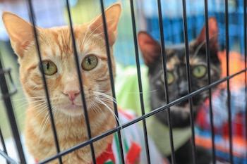 Más de cincuenta perros y