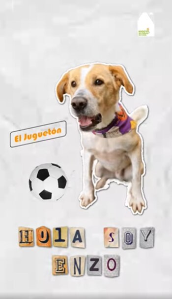 Enzo continúa su lucha por