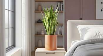 Planta sanseviera en maceta color terracota sobre una mesa de noche de madera clara, junto a una cama con ropa blanca y una ventana con cortinas.