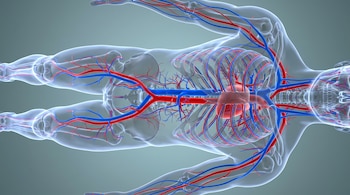 Cuerpo humano translúcido desde las rodillas hasta el cuello con el sistema circulatorio visible, incluyendo arterias rojas, venas azules y el corazón.
