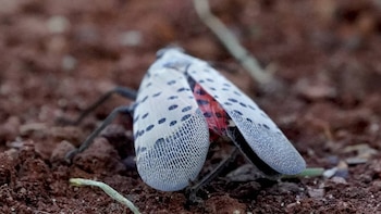 Alerta en Nueva York: una plaga invasora pone en riesgo áreas urbanas y agrícolas