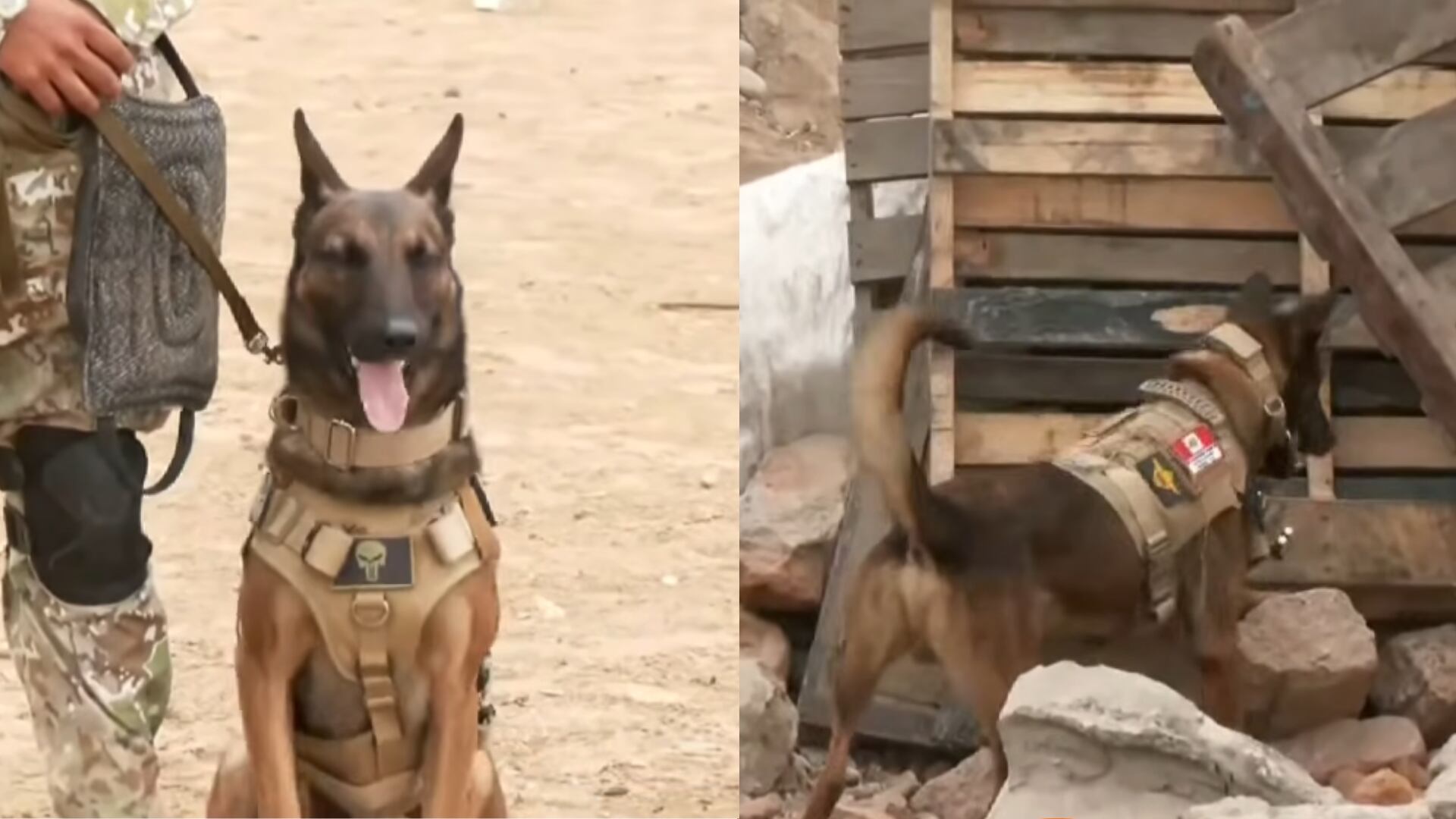 Conoce a los perros del Ejército peruano entrenados para encontrar víctimas bajo escombros: uno de ellos es paracaidista
