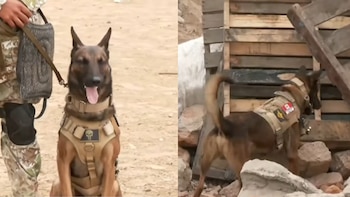Conoce a los perros del Ejército peruano entrenados para encontrar víctimas bajo escombros: uno de ellos es paracaidista