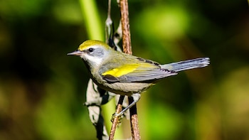 Aves migratorias en peligro: la primavera ya no es igual para estos pájaros de colores