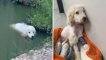 Desnutrida, herida y atrapada en un estanque: la historia de Pretzel, la cachorra que sobrevivió con tres patas
