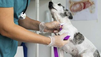 El Día del Médico Veterinario