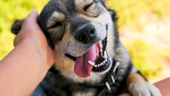 ¿Qué hace a los perros