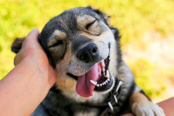 "Los perros tienen una capacidad