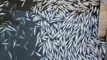 Más de 2.5 millones de truchas mueren en Huancayo y desatan alerta por impacto económico y riesgo ambiental en Pariahuanca