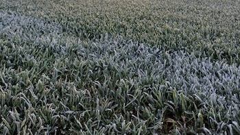 Un total de 350 efectivos