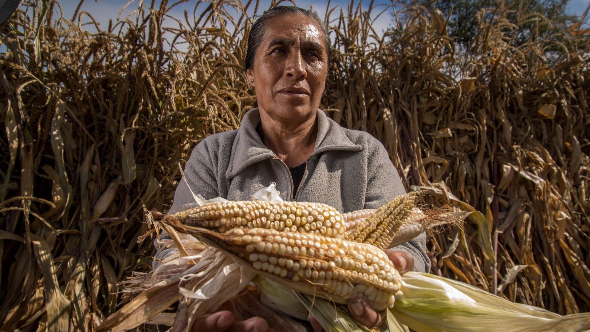 México ocupa el lugar 11 en producción mundial de alimentos y obtuvo más de 1 billón 336 mil millones de pesos en valor agropecuario en 2021. Crédito: JUAN PABLO ZAMORA/SADER/CUARTOSCURO