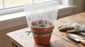 Una maceta con un brote cubierta por una bolsa de plástico transparente con gotas de agua, junto a guantes y una pala sobre una mesa de madera.