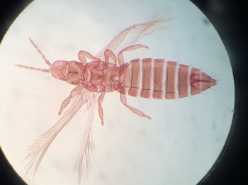 Los trips son insectos pequeños de cuerpo alargado que pueden alimentarse de tejidos vegetales y transmitir virus fitopatógenos. (Mida)