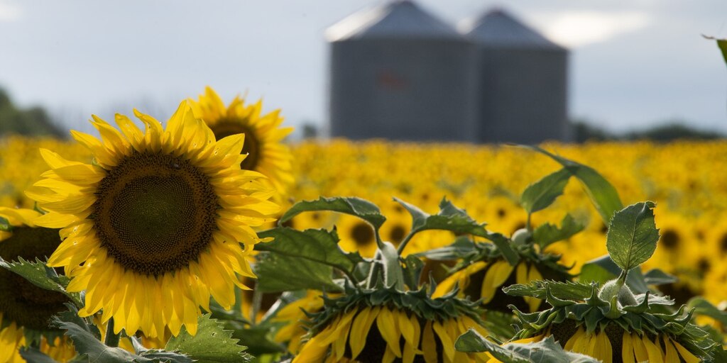 Argentina 2026: la campaña revive en el último momento y dispara el potencial de soja, maíz y girasol 4 https://www.infobae.com/resizer/v2/RWSHY5GYFFFNHCEQWR7XFOGHNM.jpg?auth=81109fa4a09c0c1ba63a1291bf994c09ae215a0593beaee33d56c3de32c66668&height=512&quality=85&smart=true&width=1024