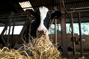 La conservación de forrajes permite