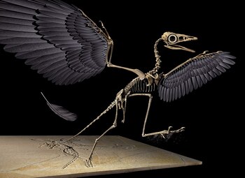 Imagen del Archaeopteryx lithographica (National