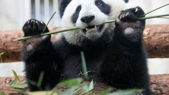 Un grupo de expertos descubrió