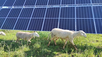 Ovejas entre placas solares: el sistema de desbroce que une tradición y vanguardia en los campos españoles de energía