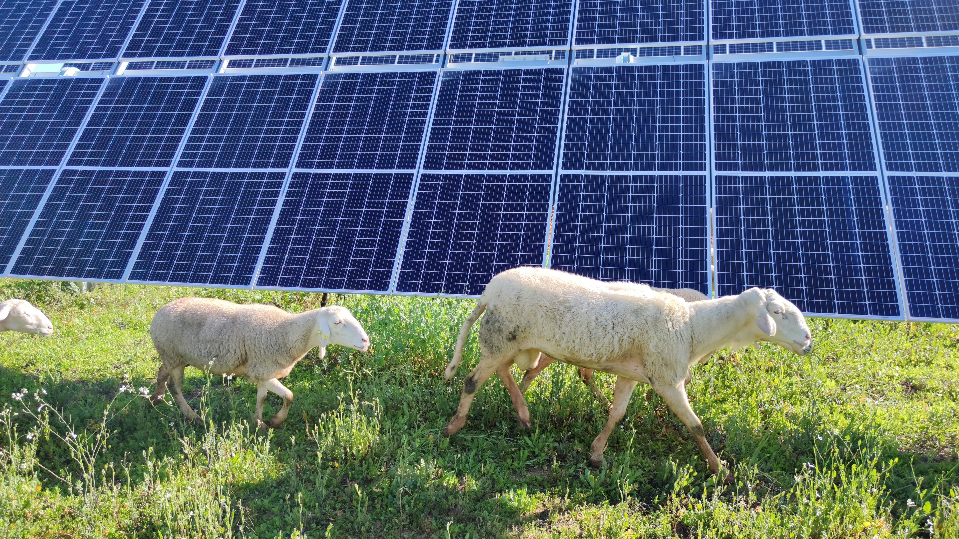 Ovejas pastan en la planta solar. (Endesa)