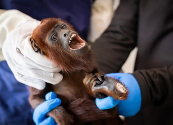 El primate se encuentra en proceso de recuperación con personal especializado - crédito Cornare