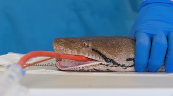 Una gran serpiente con patrón de escamas en tonos gris, amarillo y negro reposa enrollada entre hojas secas
