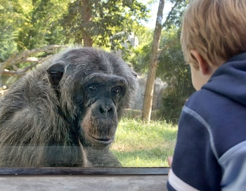 Primates humanos