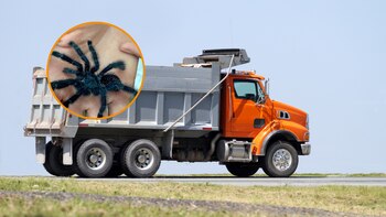 Montaje de Infobae España