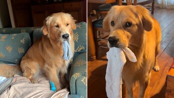 Un perro golden retriever genera