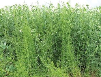 La "garra de gato" es