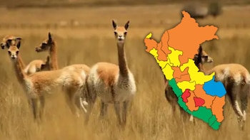 Ni Cusco ni Ayacucho: esta región será la nueva “Capital de la vicuña del Perú” tras liderar su conservación, según Serfor