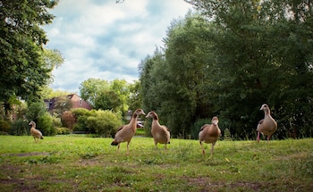 Ejemplares de gansos del Nilo,