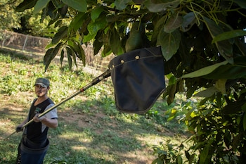 Un trabajador agrícola cultiva aguacates en un huerto en Santa Ana Zirosto, estado de Michoacán, México, el jueves 26 de enero de 2023. (AP Foto/Armando Solís)
