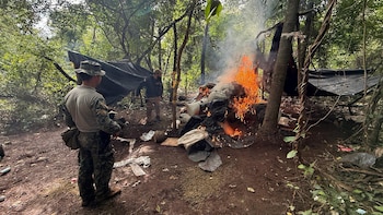 Destruyeron en Paraguay casi ocho toneladas de marihuana destinadas al mercado brasileño