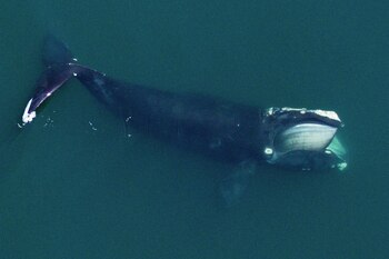 Las ballenas del Atlántico Norte