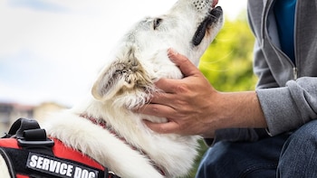 Los perros de servicio realizan tareas similares a las de los cuidadores humanos, según los investigadores