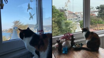 Mino se hizo amiga de