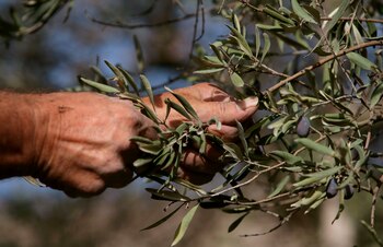 Aceitunas en las ramas de