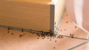 Hormigas en casa: qué significa su presencia y cómo ahuyentarlas de forma natural
