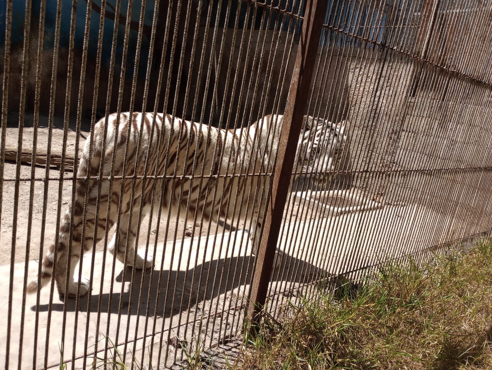 Reubican fauna silvestre en espacios adecuados tras rescate en Ocoyoacac. Foto: (Profepa)