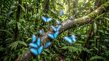 Varias mariposas de alas azules y bordes oscuros se posan sobre una rama musgosa rodeada de vegetación verde.
