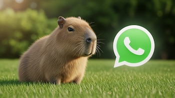 WhatsApp modo capibara en enero