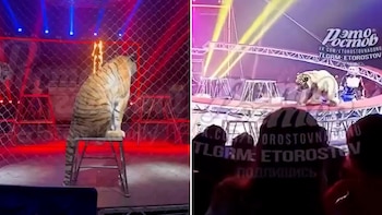 Pánico en un circo de Rusia: un tigre saltó hacia el público durante un espectáculo