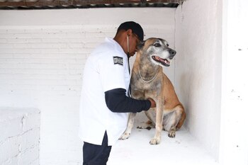 El Centro Geriátrico Canino garantiza