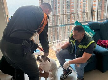 El perro agredido, Docky, y