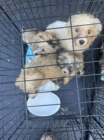 la gran mayoría de los