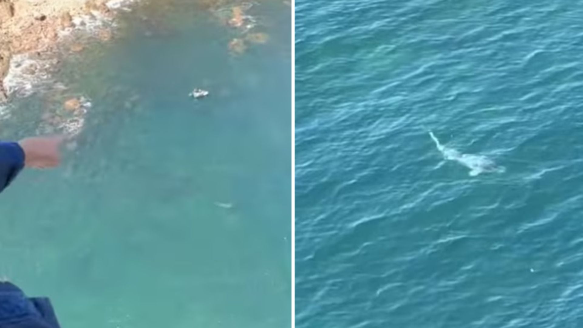 Un helicóptero interviene y frena el ataque de un tiburón blanco de 4,5 metros contra dos buceadores en Australia